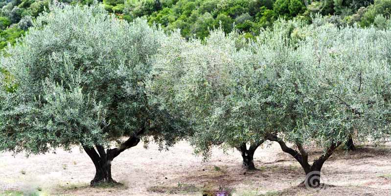 Покупки в Греции: оливки и оливковое масло